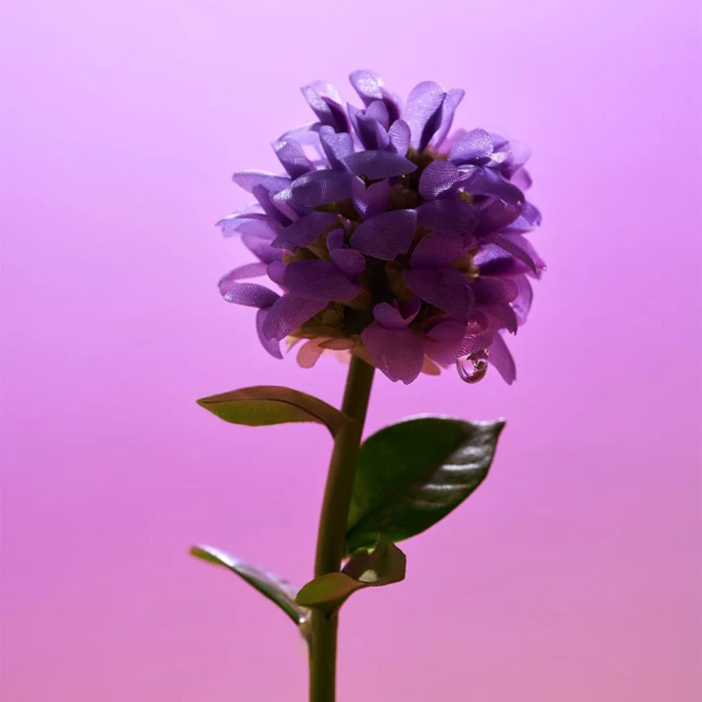 Eqqualberry Bakuchiol Plumping Serum 30ml